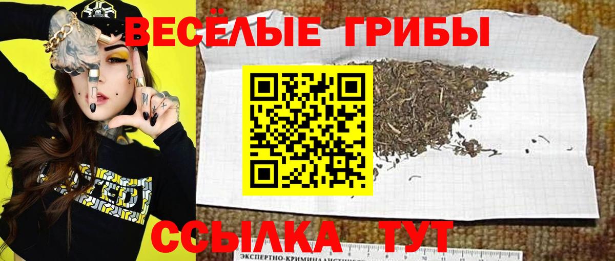 Псилоцибиновые грибы Psilocybe Орёл